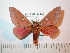  (Syssphinx paracolla - BC-FMP-2478)  @13 [ ] Copyright (2011) Frank Meister Research Collection of Frank Meister