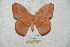  (Lonomia peggyae - BC-RBP 5750)  @14 [ ] Copyright (2010) Ron Brechlin Research Collection of Ron Brechlin