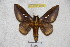  ( - BC-RBP 3702)  @11 [ ] Copyright (2010) Ron Brechlin Research Collection of Ron Brechlin