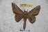  ( - BC-RBP 3708)  @13 [ ] Copyright (2010) Ron Brechlin Research Collection of Ron Brechlin