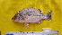  ( - F1709SM-04)  @11 [ ] Copyright  Kazi Ahsan Habib Department of Fisheries Biology and Genetics, Sher-e-Bangla Agricultural University