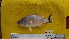  (Lutjanus lunulatus - F1709SM-13)  @11 [ ] Copyright  Kazi Ahsan Habib Department of Fisheries Biology and Genetics, Sher-e-Bangla Agricultural University