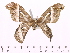  ( - BC-ULP0081)  @12 [ ] Copyright (2010) Unspecified Research Collection of Ulrich and Laela H. Paukstadt