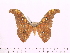  ( - BC-ULP0117)  @11 [ ] Copyright (2010) Unspecified Research Collection of Ulrich and Laela Paukstadt