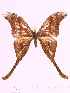  (Coscinocera aruensis - BC-ULP0194)  @14 [ ] Copyright (2010) Unspecified Research Collection of Ulrich and Laela H. Paukstadt