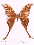  (Coscinocera rothschildi - BC-ULP0198)  @13 [ ] Copyright (2010) Unspecified Research Collection of Ulrich and Laela H. Paukstadt