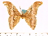  (Samia naumanni - BC-ULP0412)  @14 [ ] Copyright (2010) Unspecified Research Collection of Ulrich and Laela H. Paukstadt