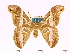  (Samia abrerai - BC-ULP0423)  @15 [ ] Copyright (2010) Unspecified Research Collection of Ulrich and Laela H. Paukstadt