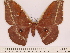  ( - BC-ULP0595)  @13 [ ] Copyright (2010) Unspecified Research Collection of Ulrich and Laela H. Paukstadt