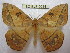  (Periga brechlini - BC-EvS 0034)  @15 [ ] Copyright (2010) Unspecified Research Collection of Eric Van Schayck