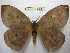  (Periphoba trincheras - BC-EvS 0066)  @15 [ ] Copyright (2010) Unspecified Research Collection of Eric Van Schayck