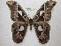  (Rothschildia inca incecuatoriana - BC-EvS 0462)  @15 [ ] Copyright (2010) Unspecified Research Collection of Eric Van Schayck
