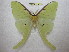  (Actias luna luna - BC-EvS 0887)  @15 [ ] Copyright (2010) Eric Van Schayck Unspecified