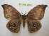  ( - BC-EvS 0929)  @11 [ ] Copyright (2010) Eric Van Schayck Unspecified