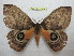  ( - BC-EvS 1089)  @14 [ ] Copyright (2010) Eric Van Schayck Unspecified