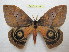  ( - BC-EvS 1091)  @11 [ ] Copyright (2010) Eric Van Schayck Unspecified