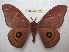  (Cinabra - BC-EvS 1133)  @15 [ ] Copyright (2010) Eric Van Schayck Unspecified