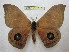  (Automeris midea - BC-EvS 1315)  @15 [ ] Copyright (2010) Eric Van Schayck Research Collection of Eric Van Schayck