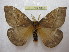  (Lemaireodirphia fusca - BC-EvS 1347)  @15 [ ] Copyright (2010) Eric Van Schayck Research Collection of Eric Van Schayck