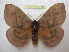  (Periphoba rosacea - BC-EvS 1370)  @14 [ ] Copyright (2010) Eric Van Schayck Research Collection of Eric Van Schayck