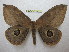  ( - BC-EvS 1401)  @11 [ ] Copyright (2010) Eric Van Schayck Research Collection of Eric Van Schayck