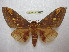  (Citheronia andina - BC-EvS 1668)  @14 [ ] Copyright (2010) Eric Van Schayck Research Collection of Eric Van Schayck
