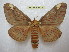  ( - BC-EvS 1677)  @14 [ ] Copyright (2010) Eric Van Schayck Research Collection of Eric Van Schayck