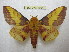  (Citheronia laocoon - BC-EvS 1694)  @15 [ ] Copyright (2010) Eric Van Schayck Research Collection of Eric Van Schayck