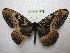  (Dactyloceras widenmanni - BC-EvS 1719)  @14 [ ] No Rights Reserved (2014) Eric van Schayck Unspecified