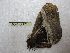  (Dactyloceras sp. EvS 5 - BC-EvS 1736)  @12 [ ] No Rights Reserved (2014) Eric van Schayck Unspecified