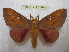  (Syssphinx quadrilineata - BC-EvS 1943)  @14 [ ] Copyright (2010) Eric Van Schayck Research Collection of Eric Van Schayck