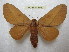  (Syssphinx centrichuchuviana - BC-EvS 1947)  @14 [ ] Copyright (2010) Eric Van Schayck Research Collection of Eric Van Schayck