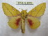  (Syssphinx mexisinaloana - BC-EvS 2003)  @13 [ ] Copyright (2010) Eric Van Schayck Research Collection of Eric Van Schayck