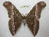  ( - BC-EvS 2294)  @13 [ ] Copyright (2010) Eric Van Schayck Research Collection of Eric Van Schayck