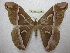  ( - BC-EvS 2296)  @12 [ ] Copyright (2010) Eric Van Schayck Research Collection of Eric Van Schayck