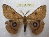  (Aglia japonica - BC-EvS 2312)  @14 [ ] Copyright (2010) Eric Van Schayck Research Collection of Eric Van Schayck