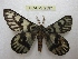  ( - BC-EvS 2597)  @12 [ ] Copyright (2012) Eric van Schayck Research Collection of Eric Van Schayck