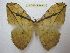  (Pselaphelia neglecta - BC-EvS 2896)  @14 [ ] No Rights Reserved (2014) Eric van Schayck Unspecified