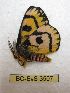  ( - BC-EvS 3507)  @11 [ ] No Rights Reserved (2014) Eric van Schayck Unspecified