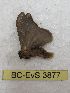  ( - BC-EvS 3877)  @12 [ ] No Rights Reserved (2014) Eric van Schayck Unspecified