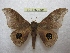 ( - BC-EvS 2395)  @13 [ ] Copyright (2010) Eric Van Schayck Research Collection of Eric Van Schayck
