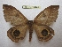  ( - BC-EvS 2440)  @11 [ ] Copyright (2010) Eric Van Schayck Research Collection of Eric Van Schayck