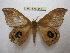  ( - BC-EvS 2441)  @11 [ ] Copyright (2010) Eric Van Schayck Research Collection of Eric Van Schayck