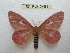  (Cerodirphia candidoides - BC-EvS 2461)  @14 [ ] Copyright (2010) Eric Van Schayck Research Collection of Eric Van Schayck
