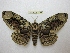  ( - BC-EvS 2499)  @13 [ ] Copyright (2012) Eric van Schayck Unspecified