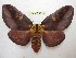  ( - BC-EvS 3615)  @13 [ ] © (2016) Eric van Schayck Unspecified