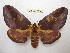  (Citheronia phobahiana - BC-EvS 3616)  @14 [ ] © (2016) Eric van Schayck Unspecified