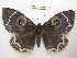  (Erebus albicinctus - BC-EvS 3622)  @14 [ ] © (2016) Eric van Schayck Unspecified