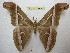  (Samia sp - BC-EvS 3690)  @11 [ ] © (2016) Eric van Schayck Unspecified