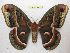  (Hyalophora cecropia - BC-EvS 4460)  @14 [ ] No Rights Reserved (2015) Eric van Schayck Unspecified